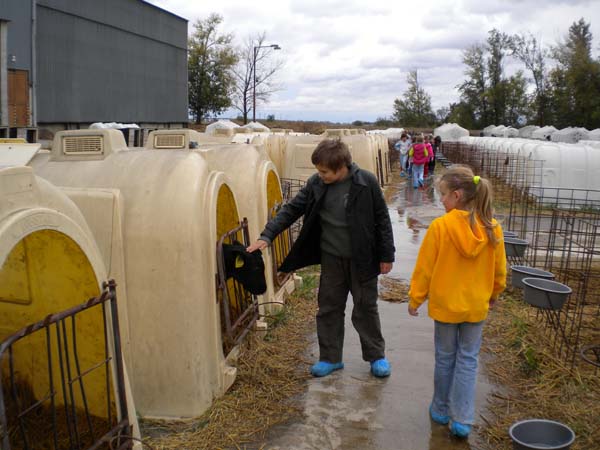 Deti za kravou 086 My a teliatka